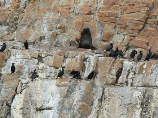 Plettenberg Bay otarie oiseaux.jpg